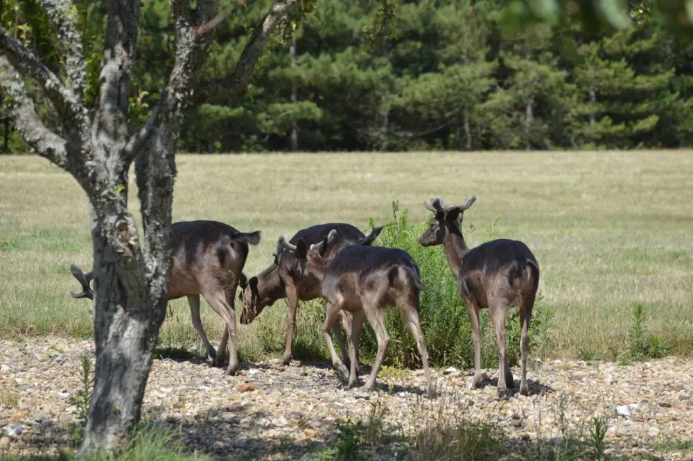 Découvrez la faune du parc