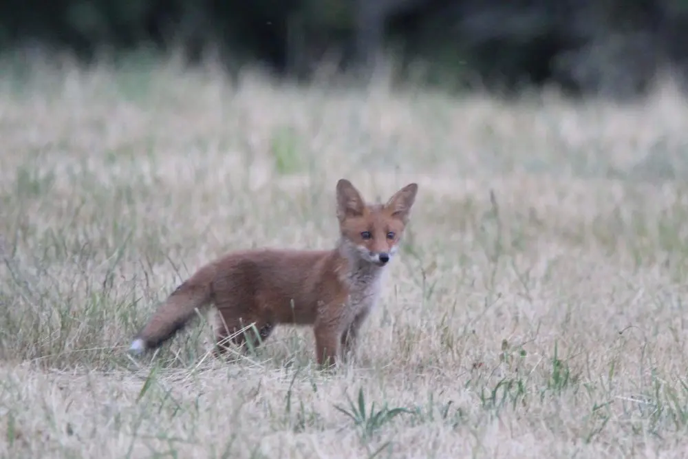 Renard en Vendée