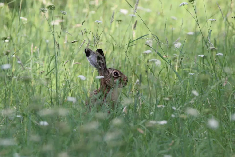 Lapin à Vairé